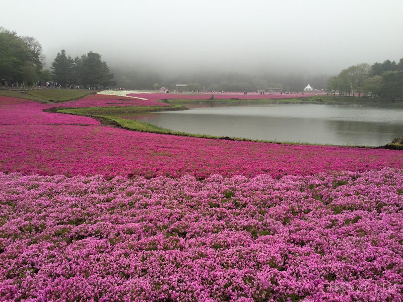 A sight to behold! The shibazakura is also known as the moss phlox. It resembles the sakura, or cherry blossom, flower and is a type of flower that covers the ground.