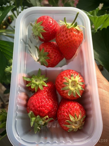 The best strawberries ever eaten and we were told these were organic!