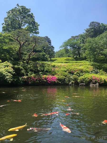 Quintessential Japanese Garden