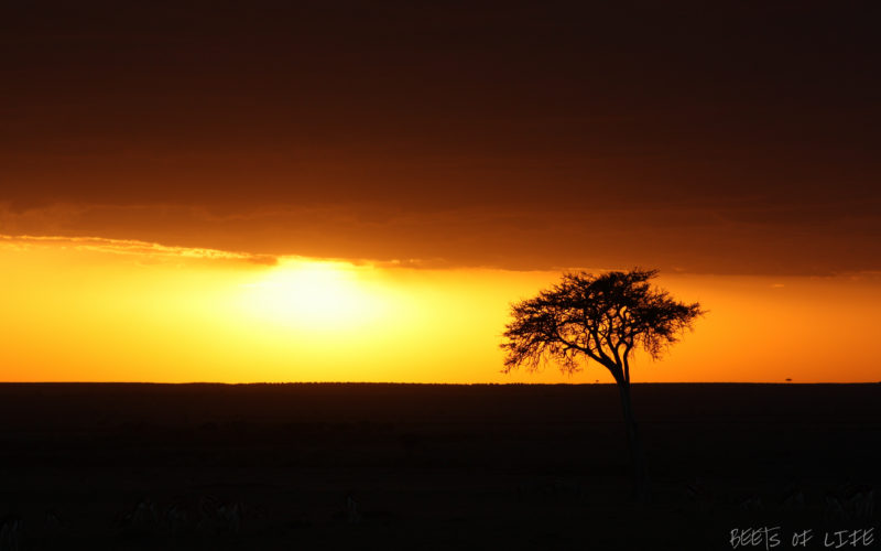 Masai Mara - Things to take to a safari